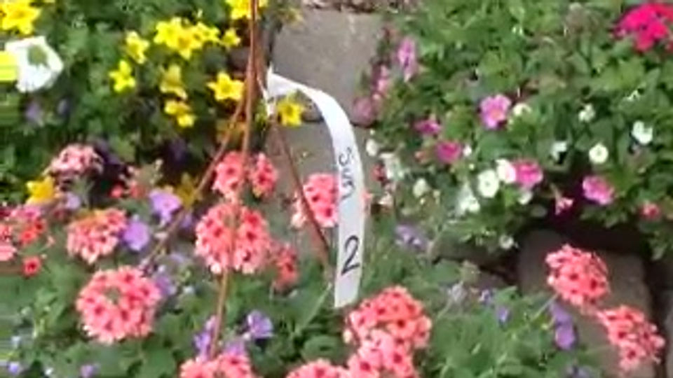 $36.99 Hanging Basket Group 1